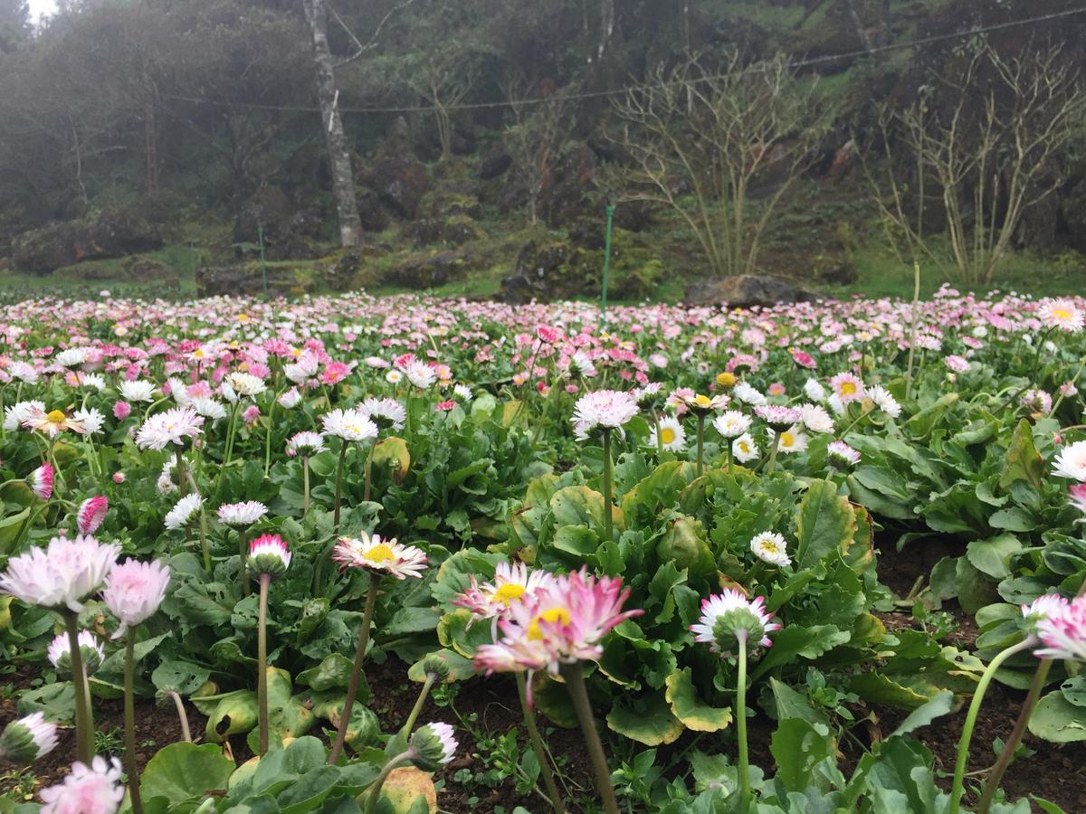 Freedom Homestay & Trekking Sapa Exterior photo